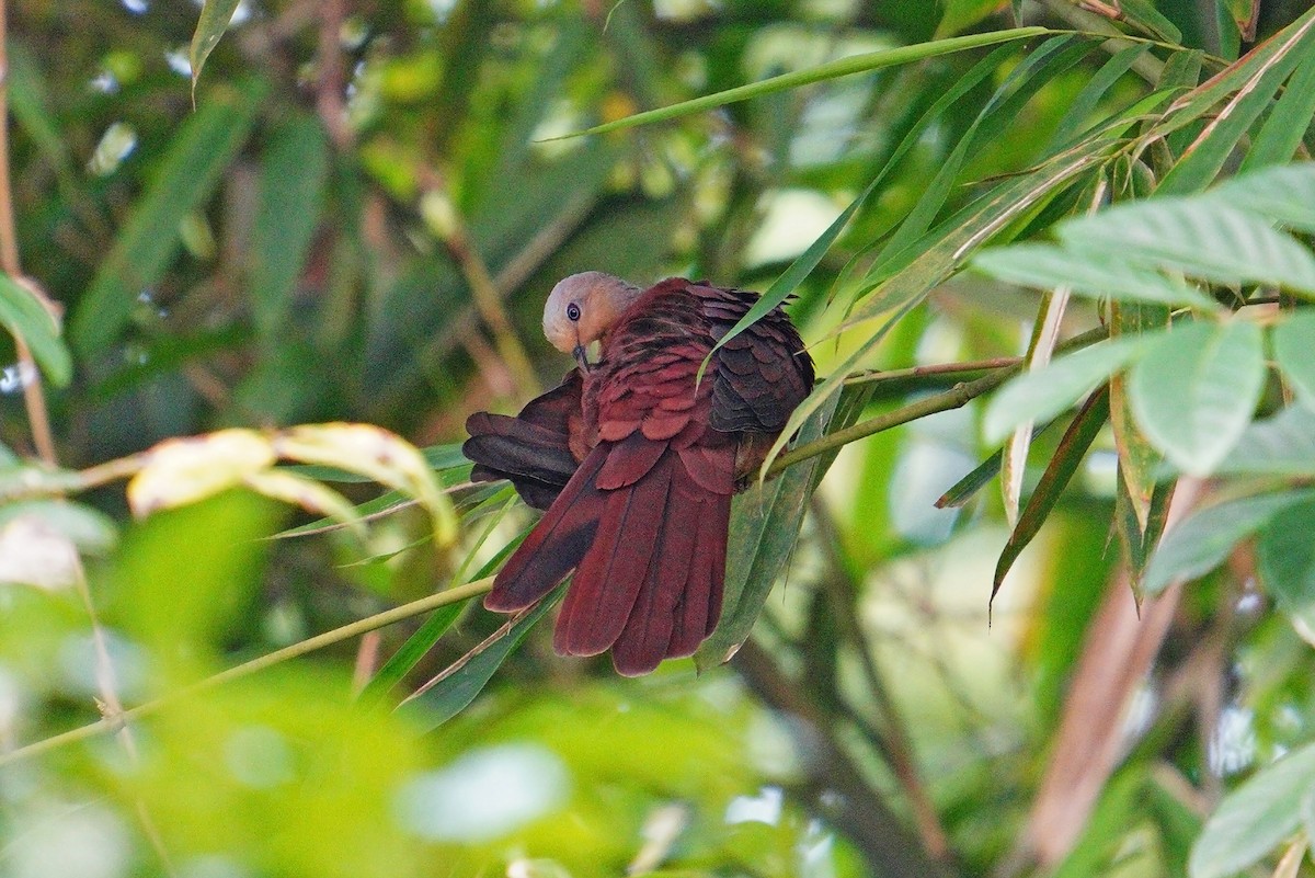 holub tenkozobý - ML646567429