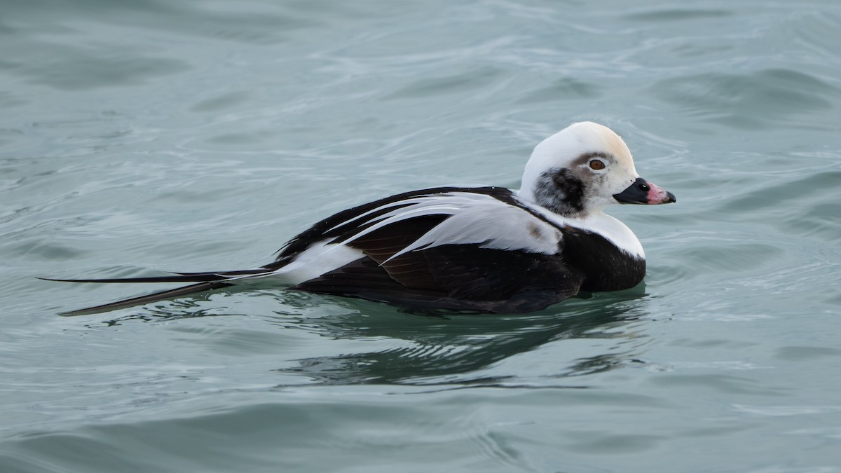 Long-tailed Duck - ML646567433