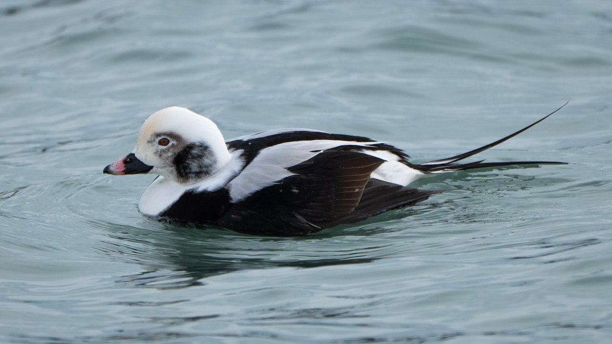Long-tailed Duck - ML646567435