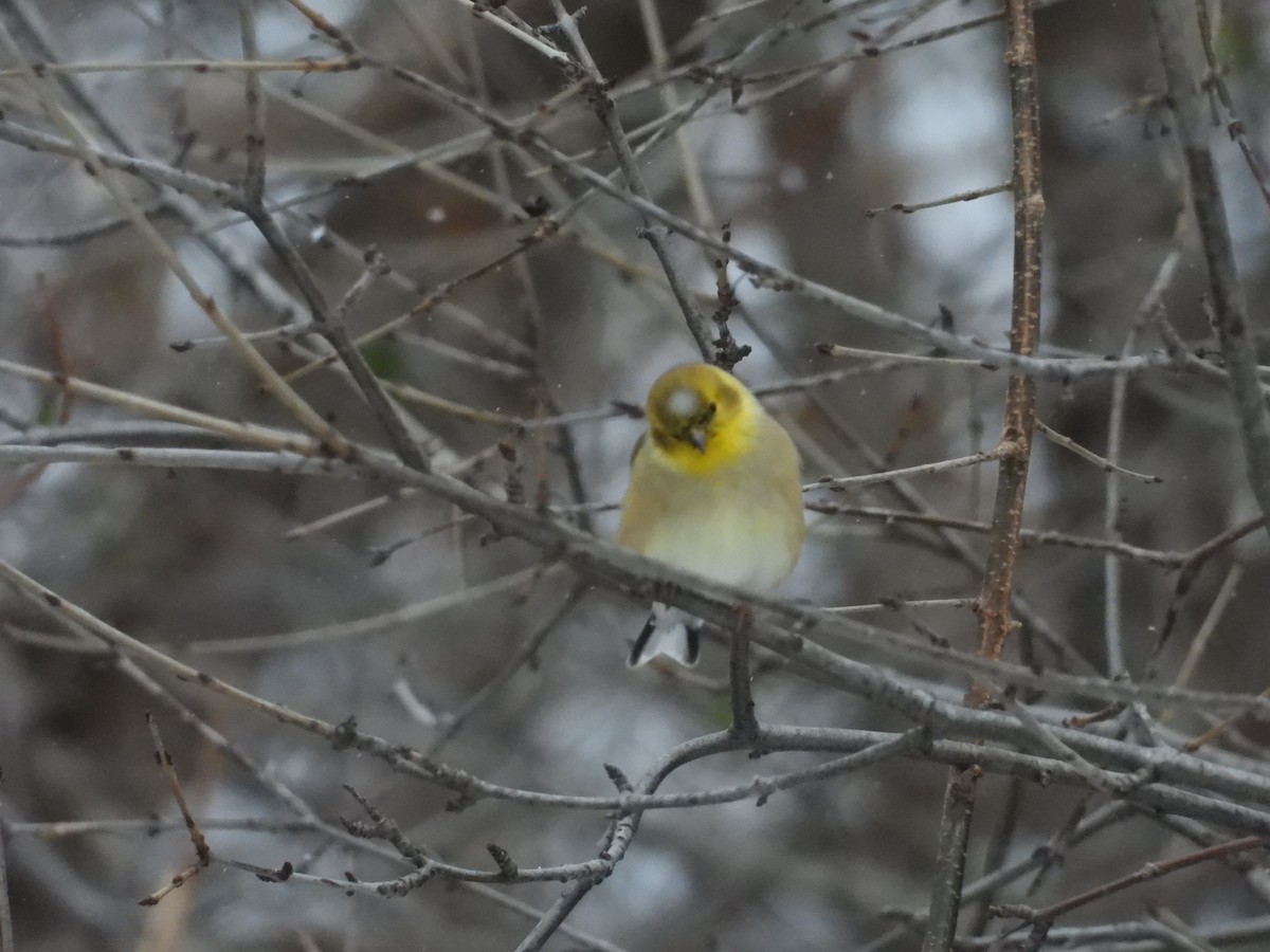 American Goldfinch - ML646567436