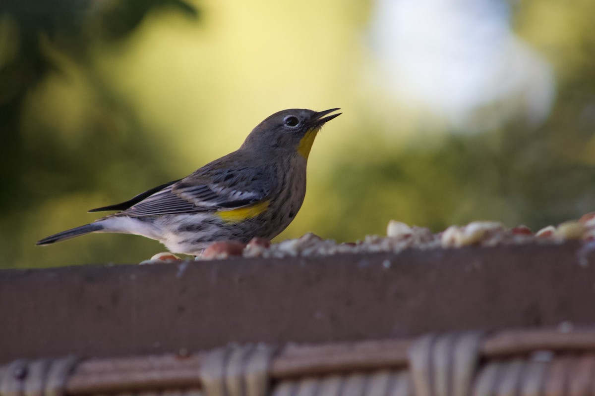 Yellow-rumped Warbler - ML646567437