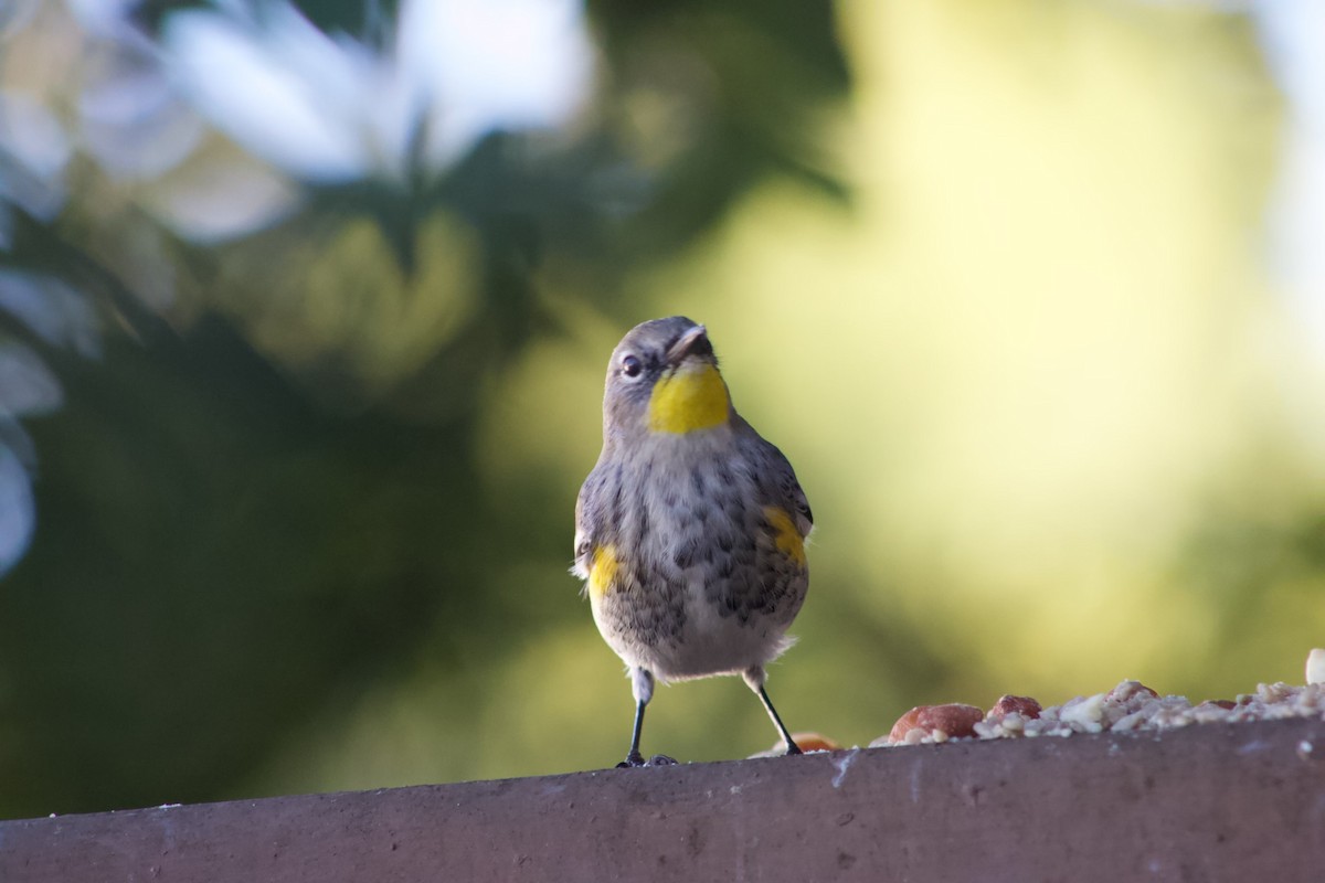 Yellow-rumped Warbler - ML646567438