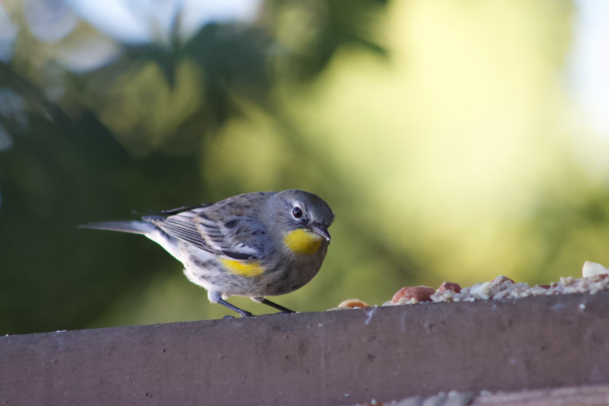 Yellow-rumped Warbler - ML646567439