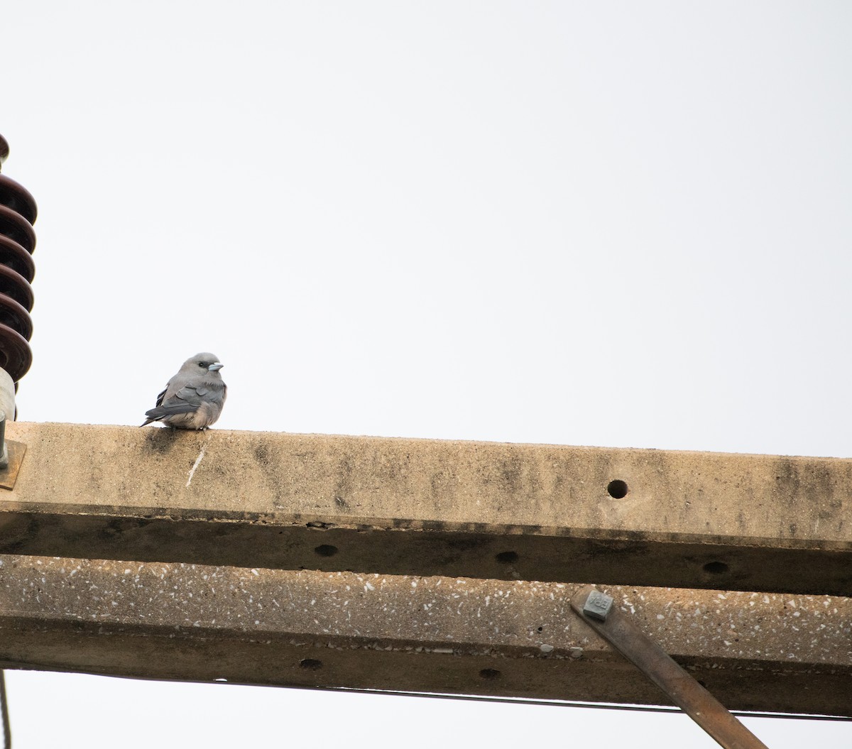 Ashy Woodswallow - ML646567440