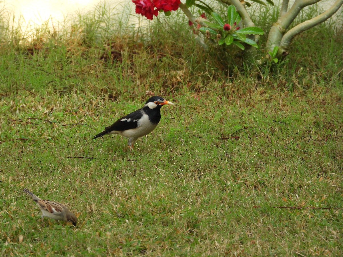Indian Pied Starling - ML646567442