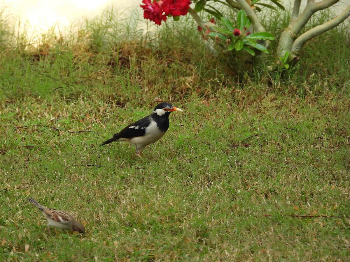 Indian Pied Starling - ML646567443