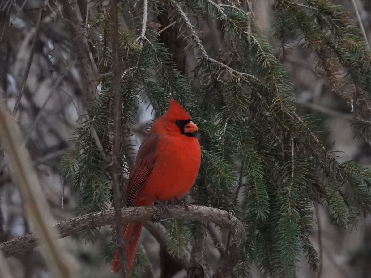 rødkardinal - ML646567444