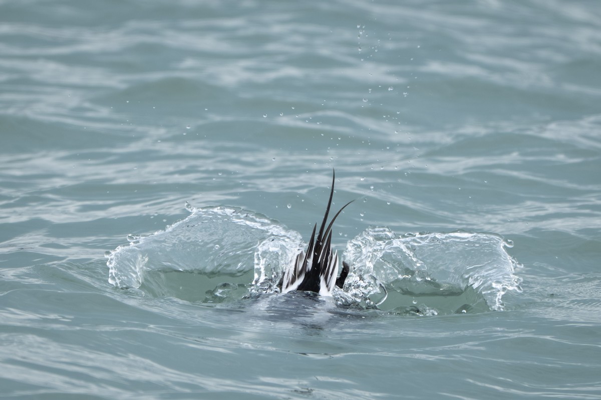 Long-tailed Duck - ML646567447