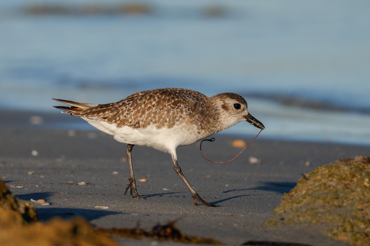 Black-bellied Plover - ML646567448