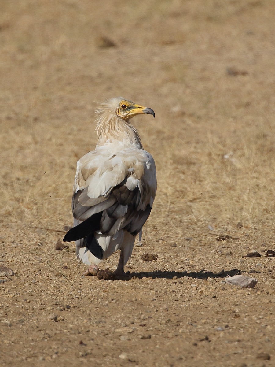 Sai zuria - ML646567449