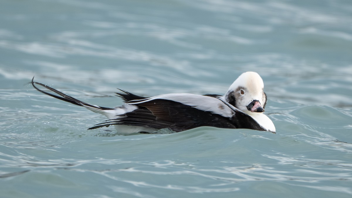 Long-tailed Duck - ML646567450