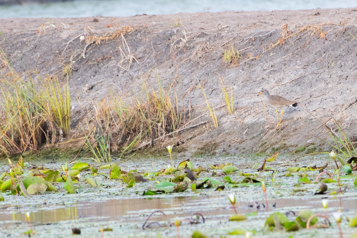 Саарал хавтгаалж - ML646567453