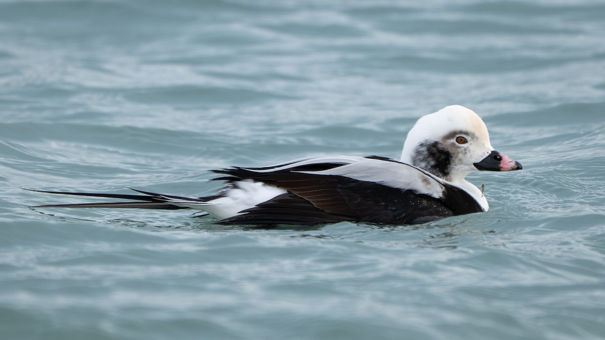Long-tailed Duck - ML646567454
