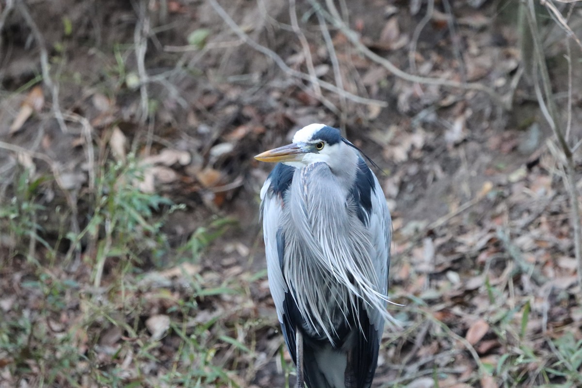Great Blue Heron - ML646567455