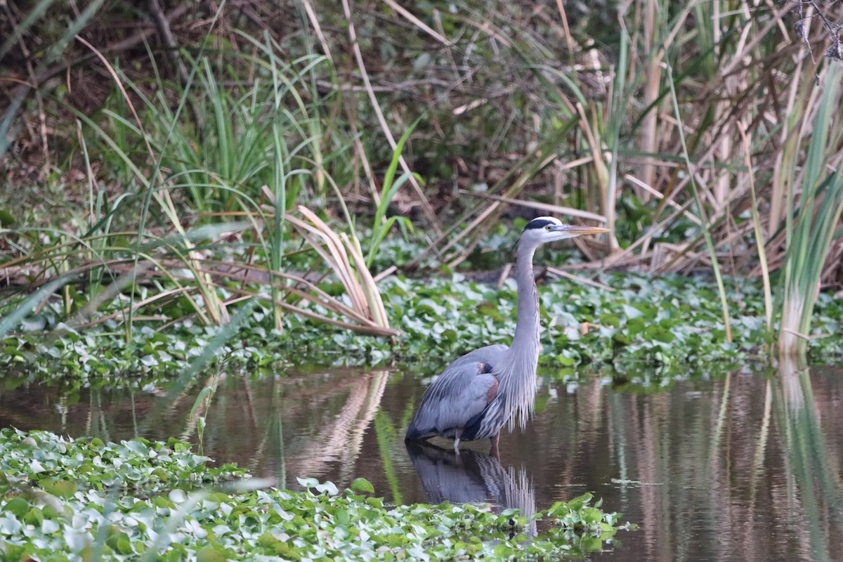 Great Blue Heron - ML646567456