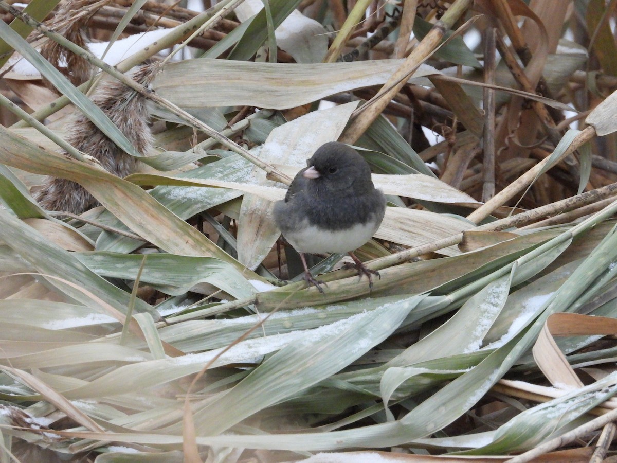 Dark-eyed Junco - ML646567460