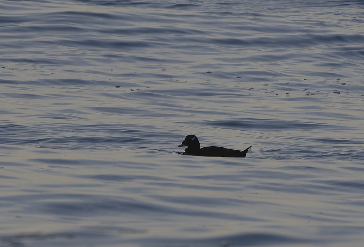 White-winged Scoter - ML646567461