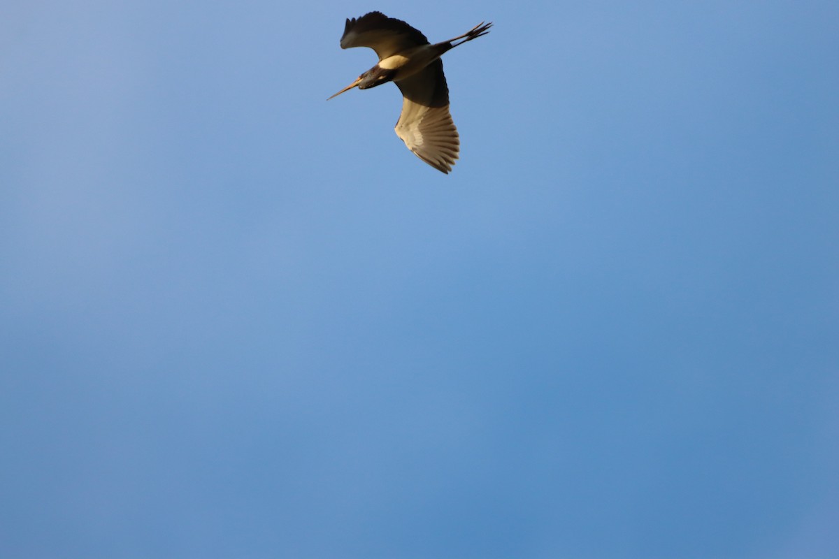 Tricolored Heron - ML646567463