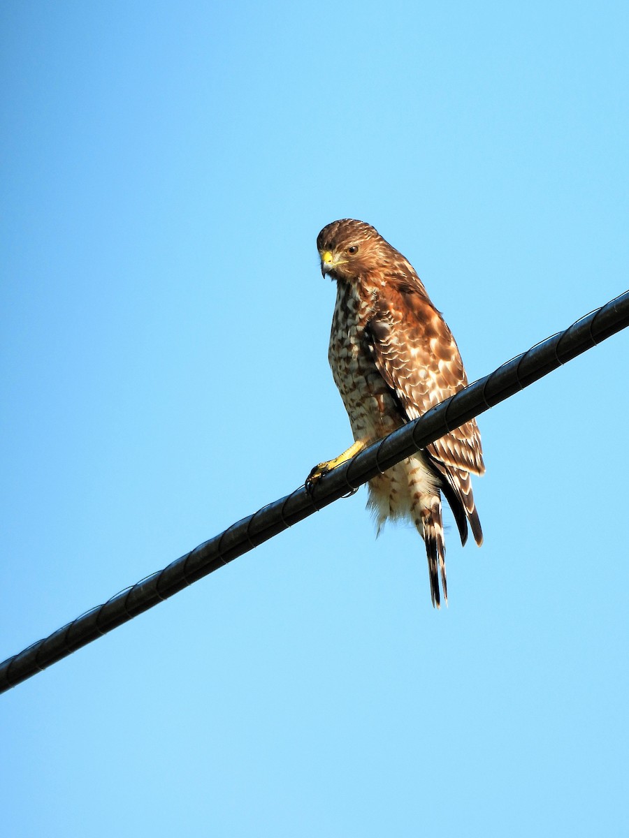 Red-shouldered Hawk - ML646567464