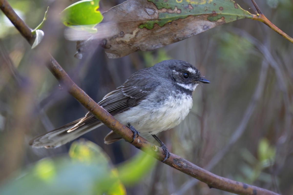 Gri Katmerkuyruk - ML646567466