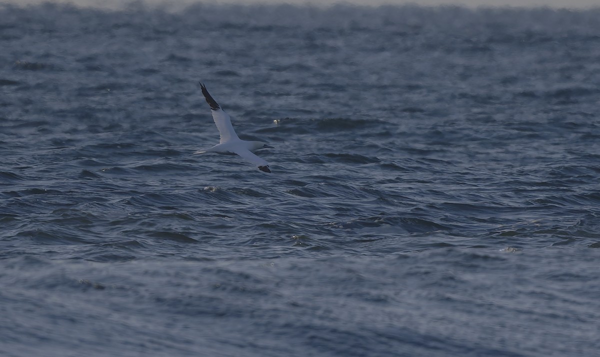 Northern Gannet - ML646567468