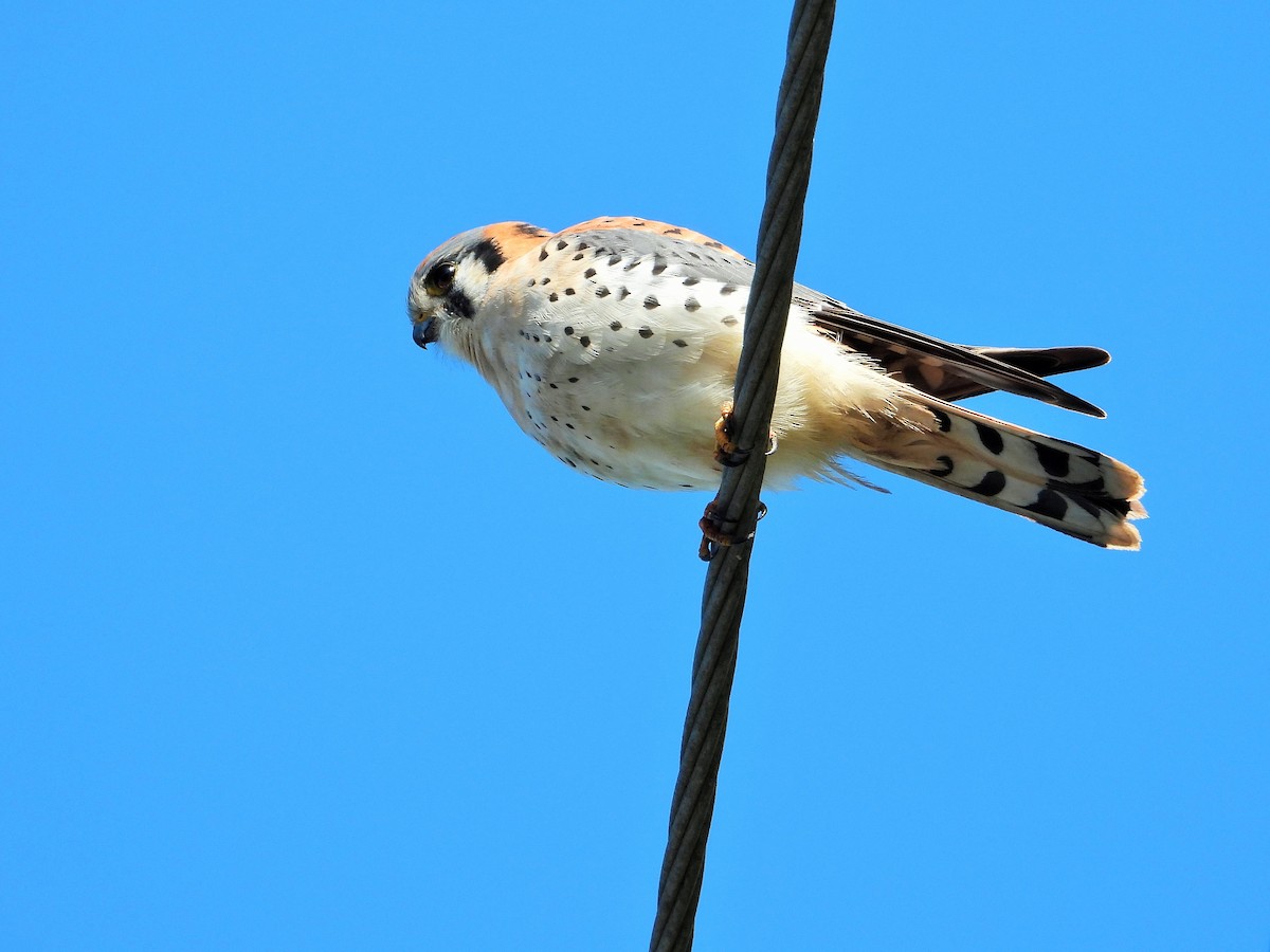American Kestrel - ML646567469