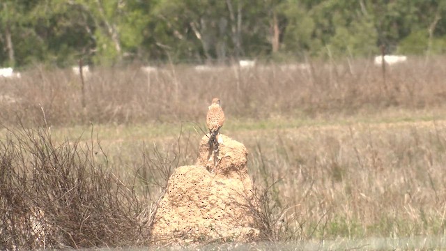 Nankeen Kestrel - ML646567474