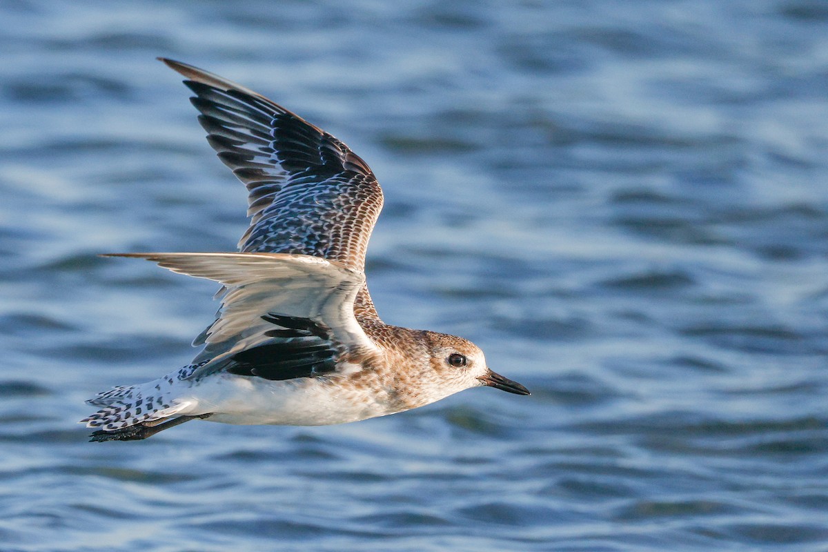 Black-bellied Plover - ML646567476