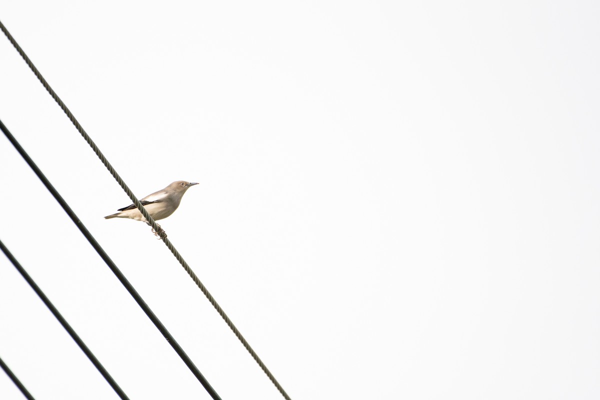 White-shouldered Starling - ML646567477