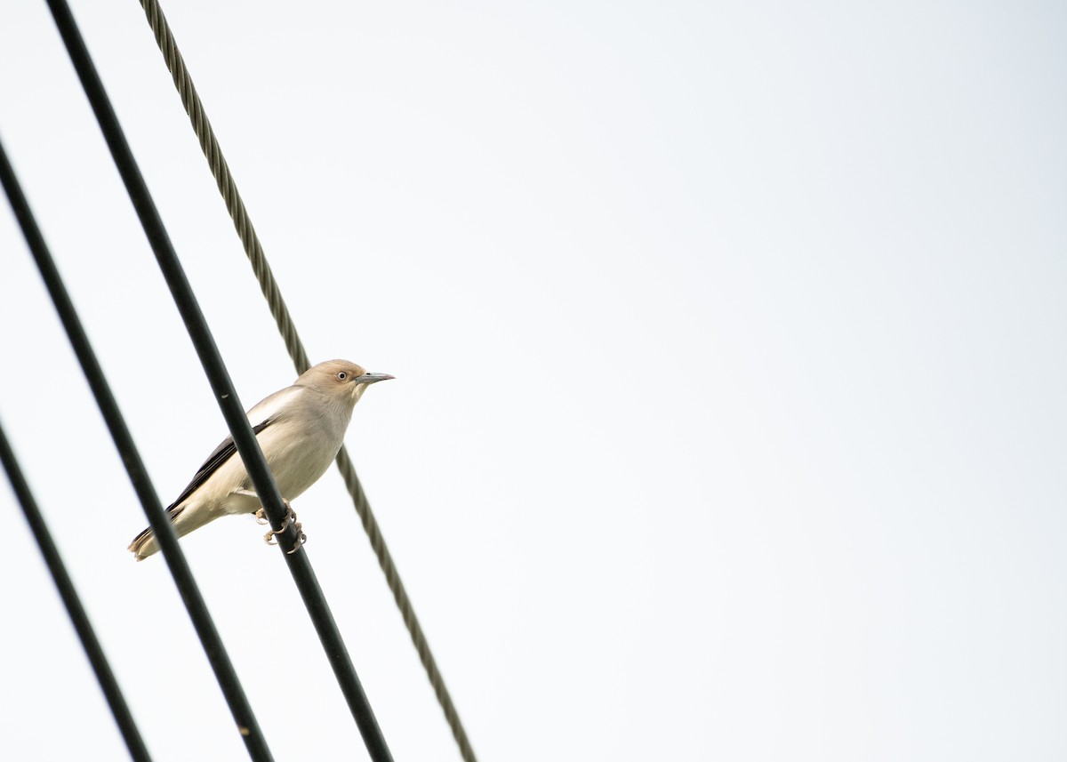 White-shouldered Starling - ML646567478