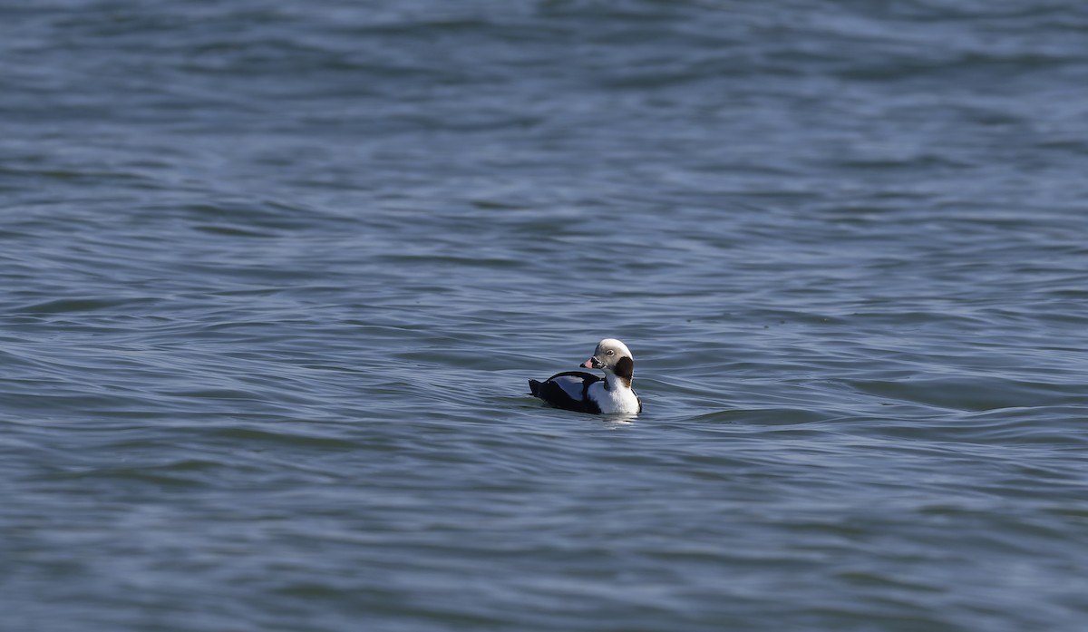 Long-tailed Duck - ML646567479