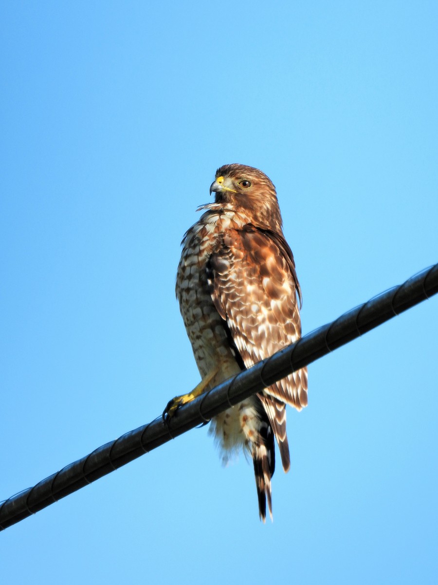 Red-shouldered Hawk - ML646567480