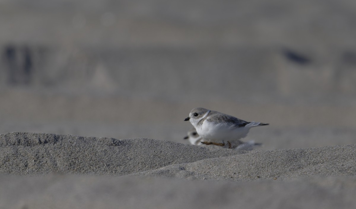 Piping Plover - ML646567485