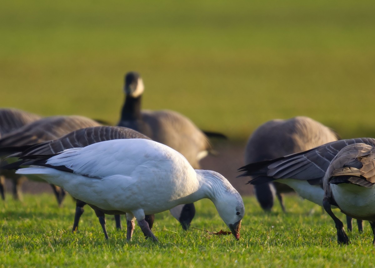Ross's Goose - ML646567486
