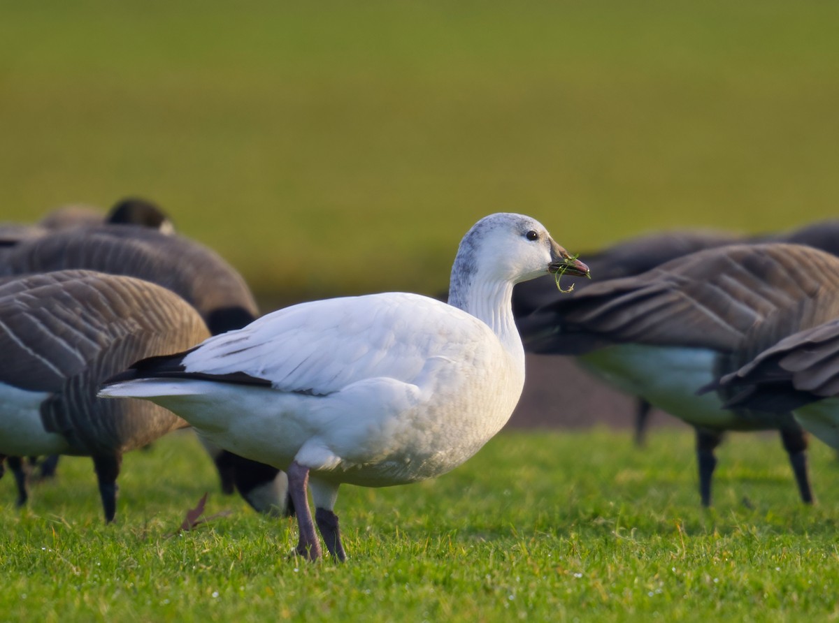 Ross's Goose - ML646567487