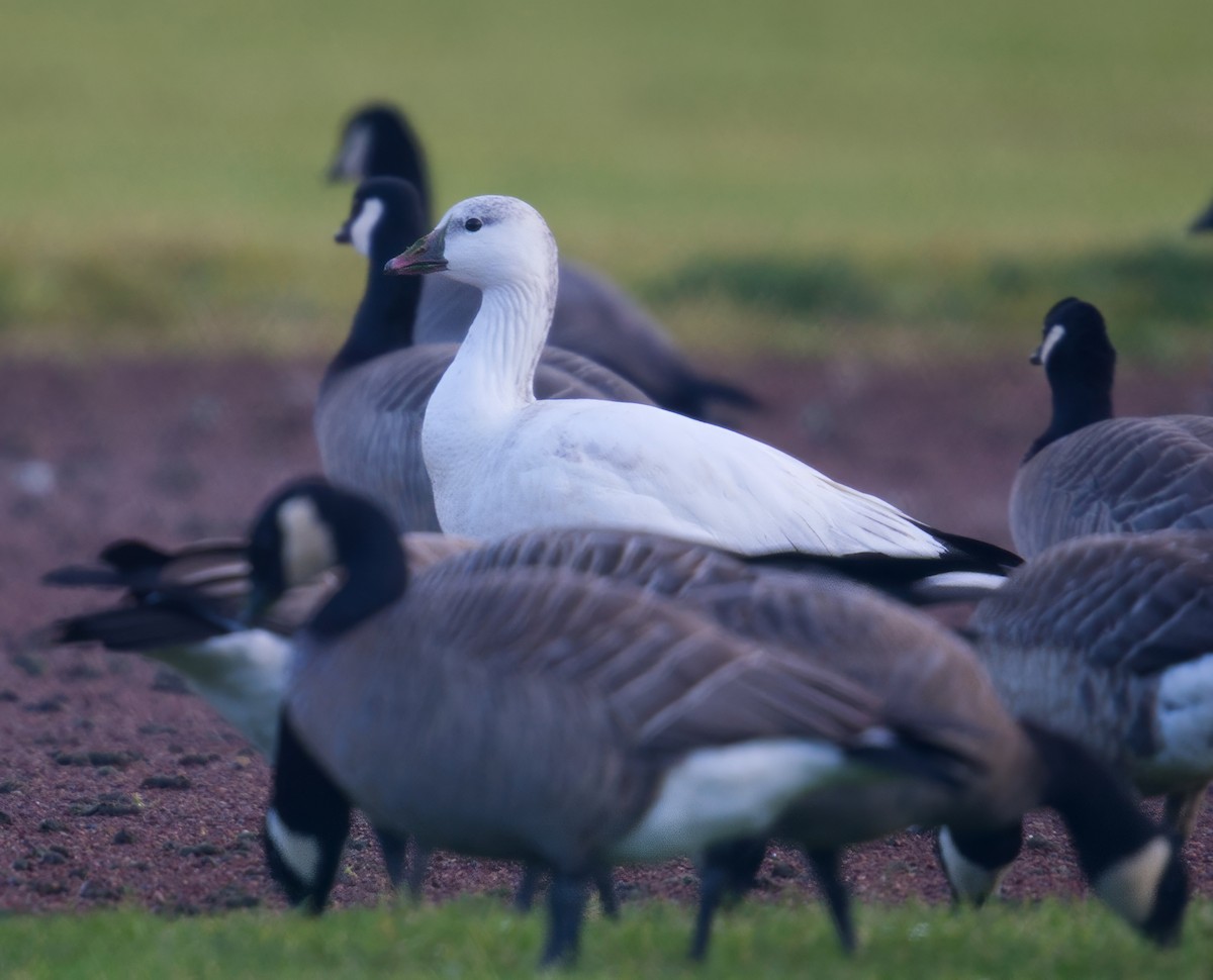 Ross's Goose - ML646567488