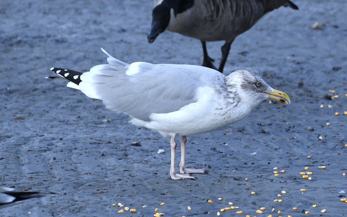 American Herring Gull - ML646567489