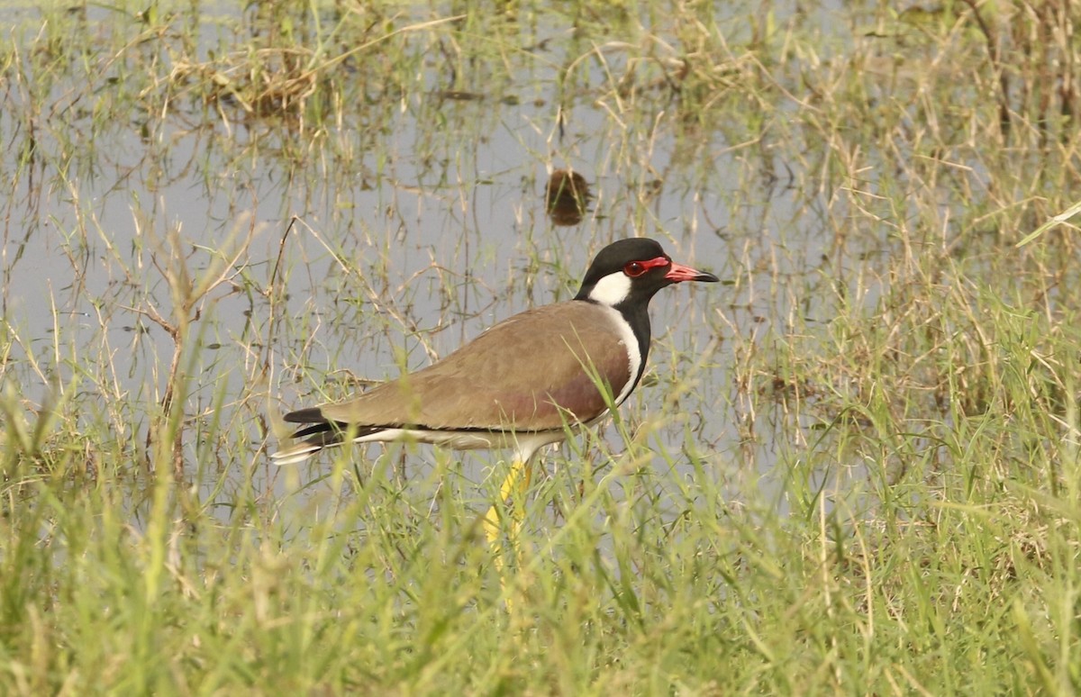 インドトサカゲリ - ML646567490