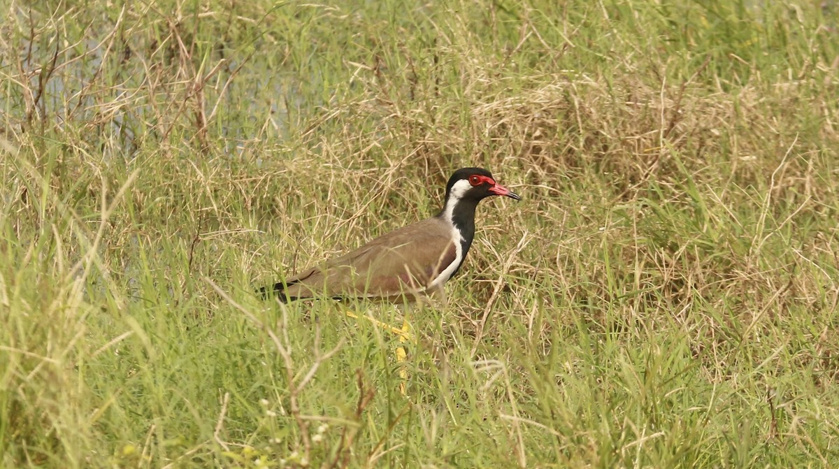 インドトサカゲリ - ML646567491