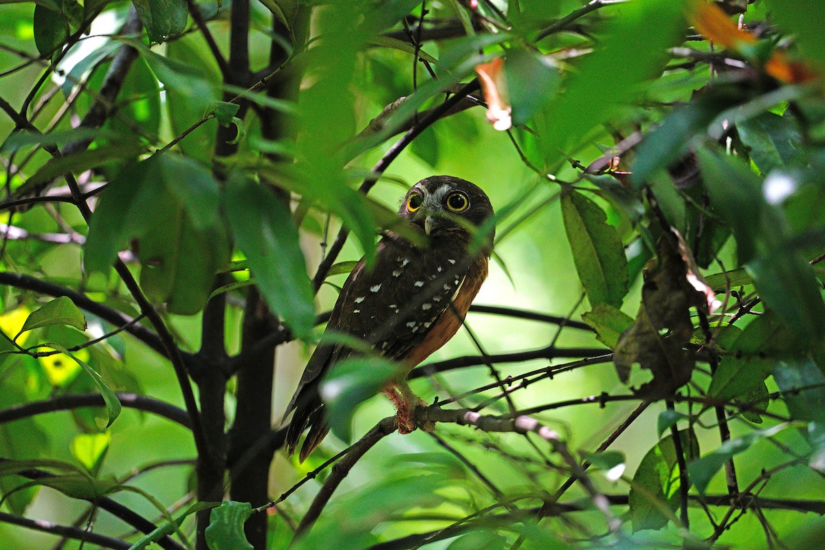 sovka okrová - ML646567492