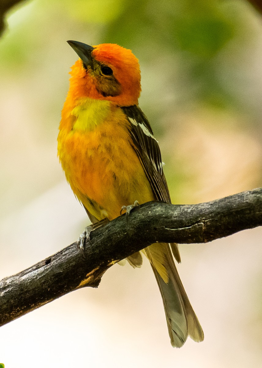Flame-colored Tanager - ML646567494
