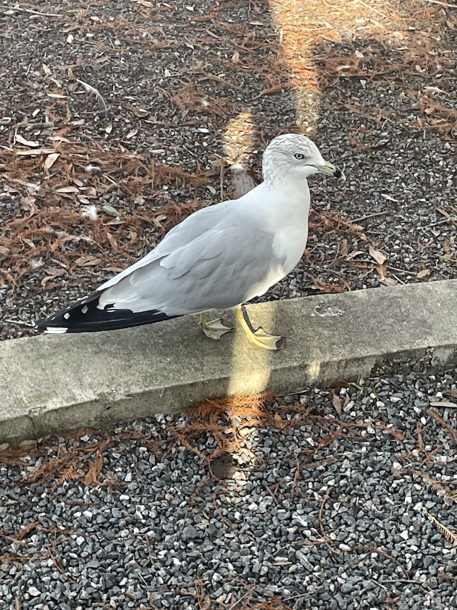 Ring-billed Gull - ML646567495