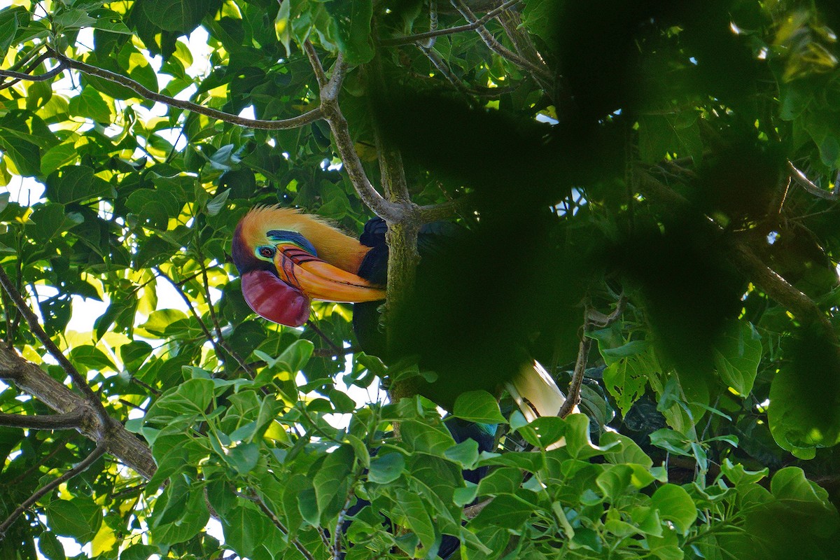 zoborožec přílbový - ML646567496