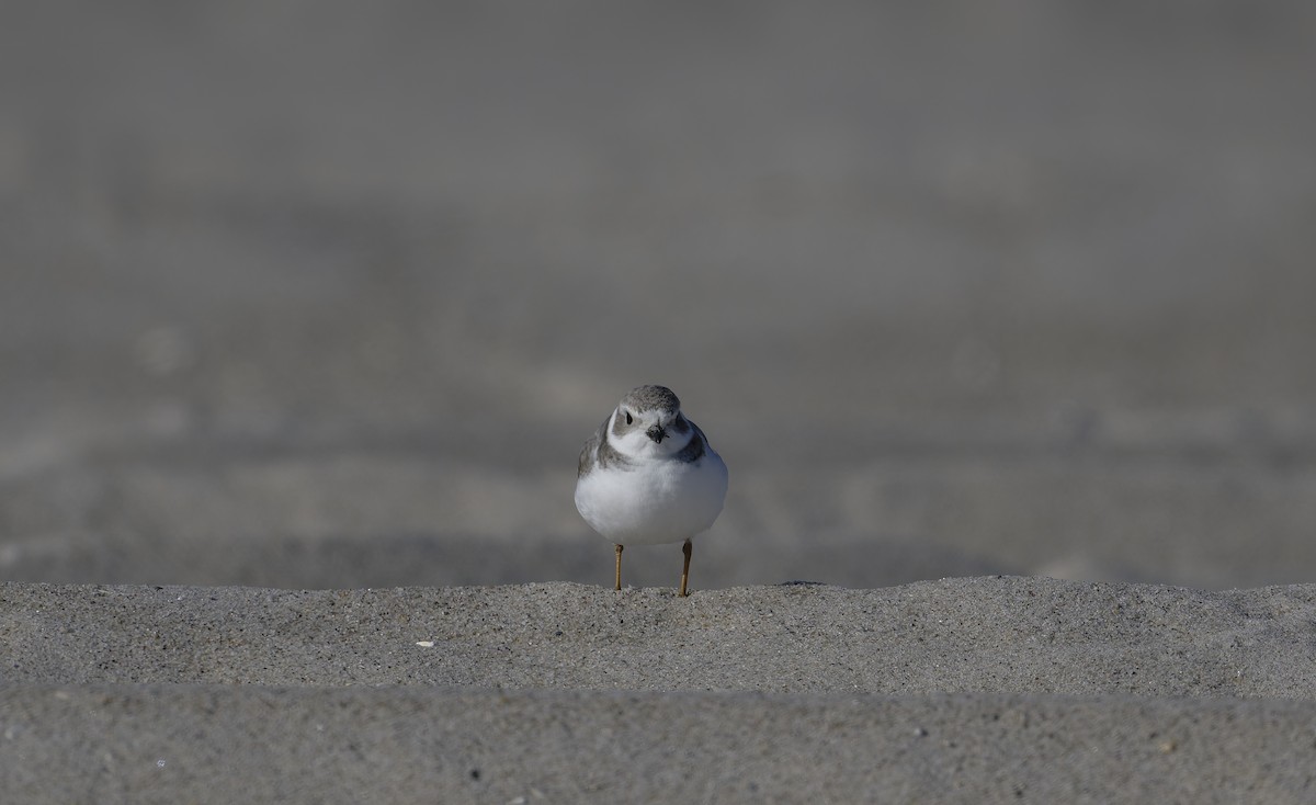Piping Plover - ML646567502