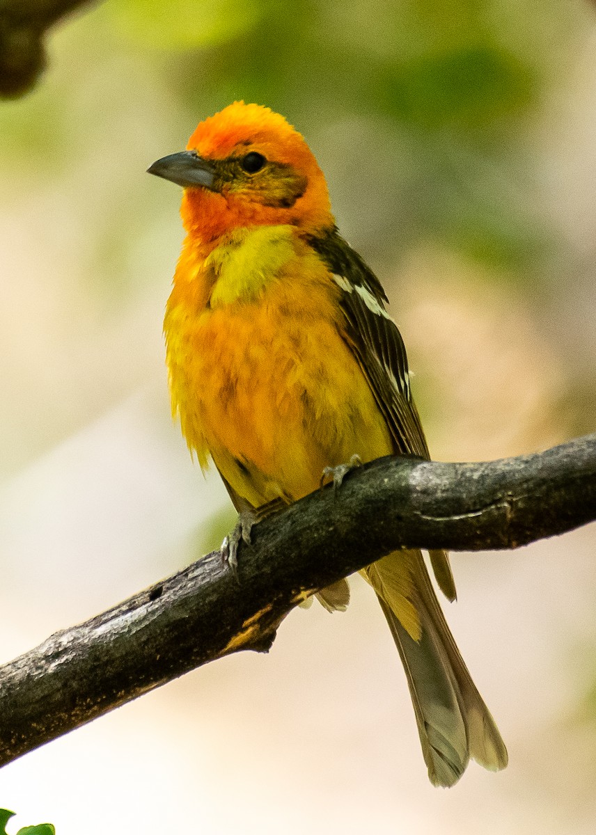 Flame-colored Tanager - ML646567503