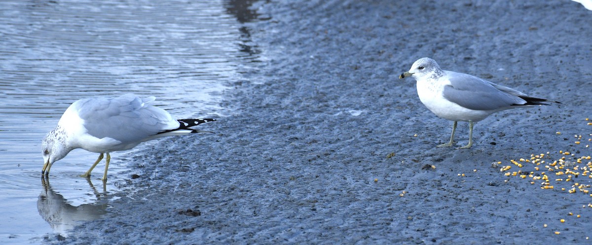 Ring-billed Gull - ML646567504