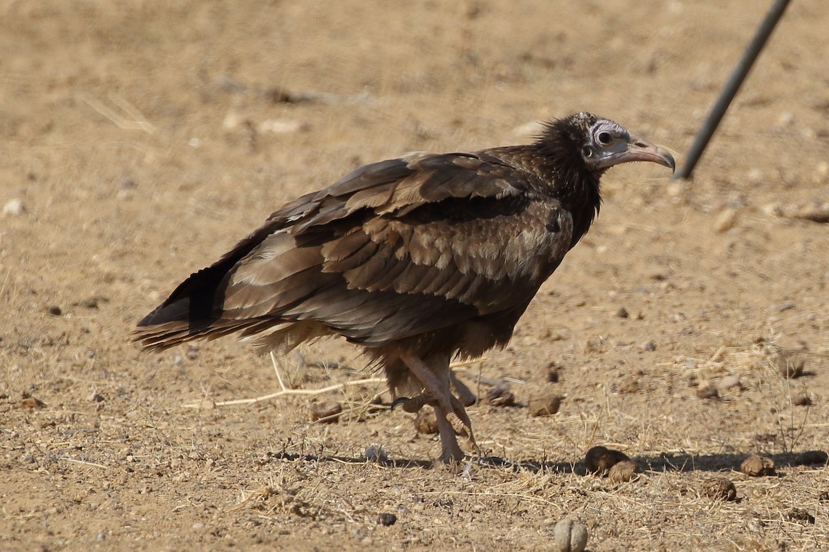 Sai zuria - ML646567505