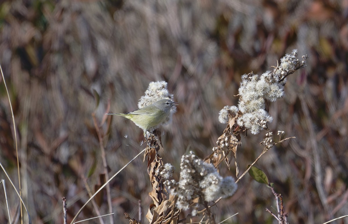 Orange-crowned Warbler - ML646567506