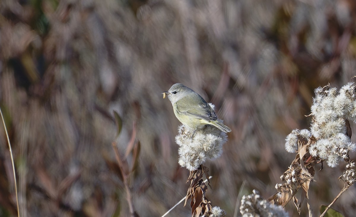 Orange-crowned Warbler - ML646567508