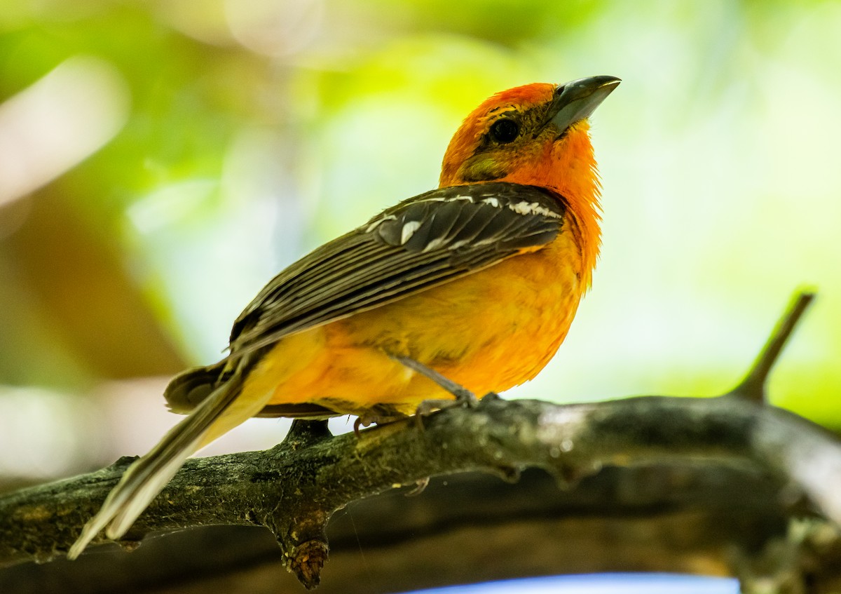 Flame-colored Tanager - ML646567509